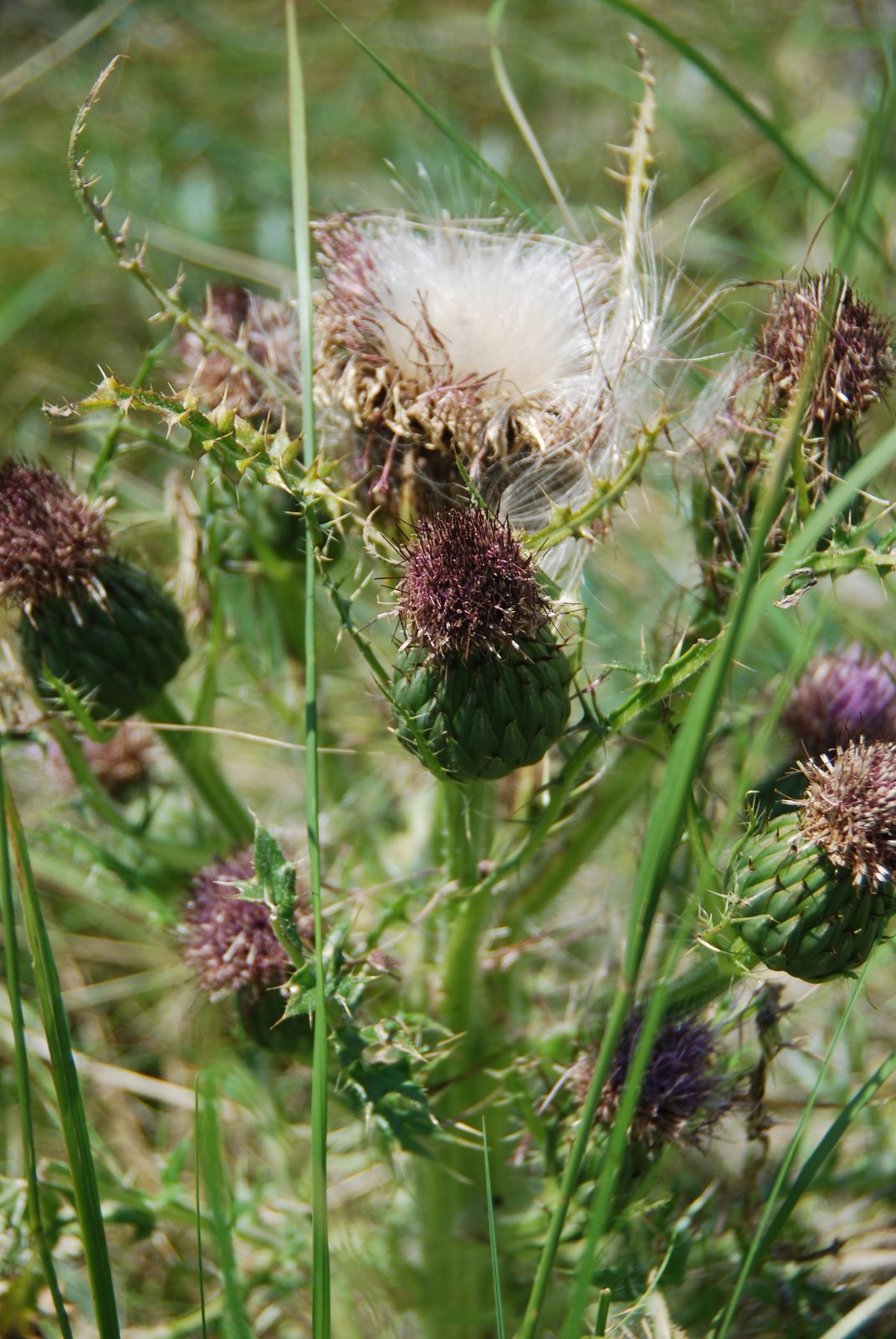 Drummond's Thistle (Cirsium drummondii) plant