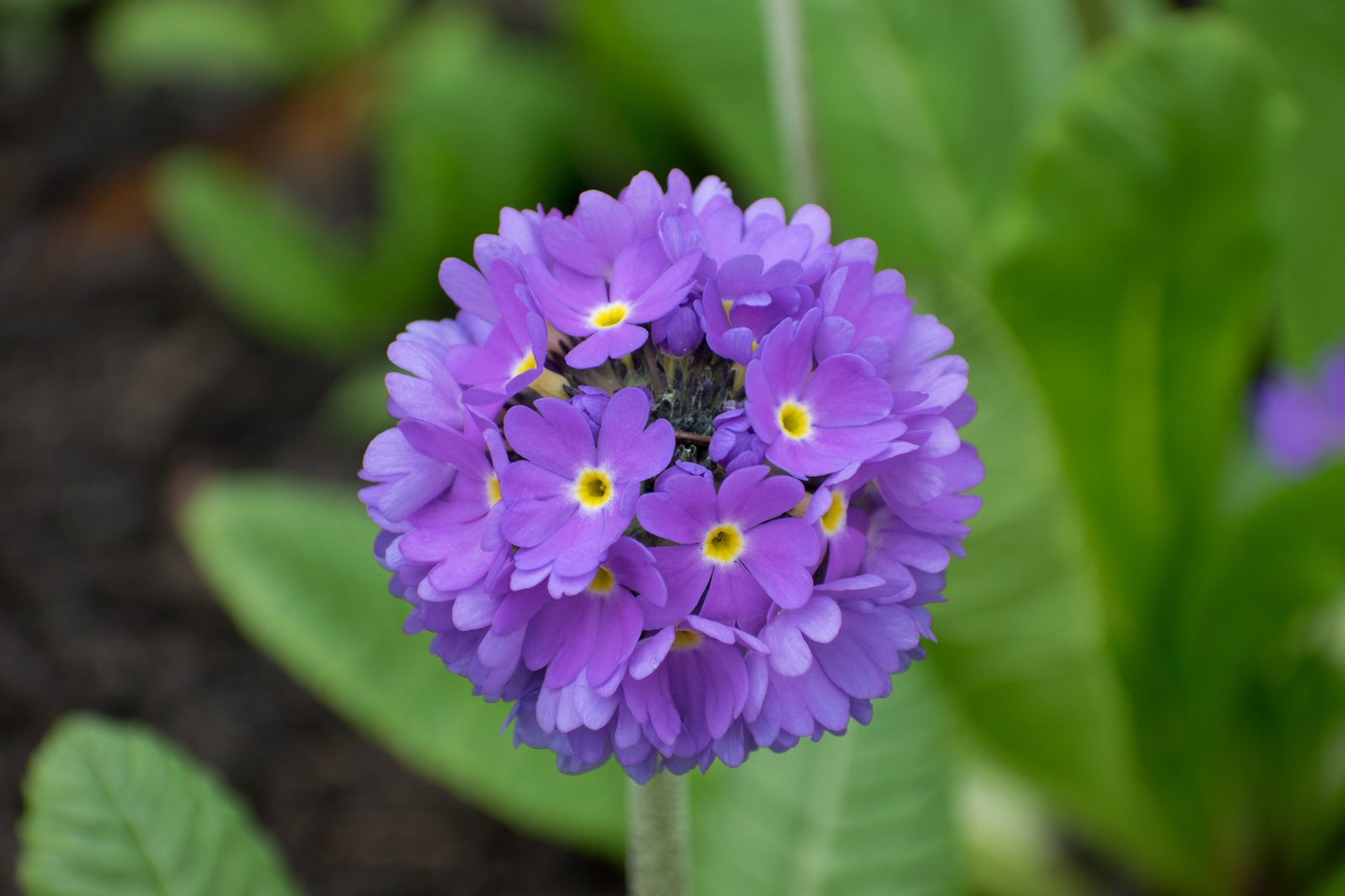 Drumstick Primula (Primula denticulata) plant