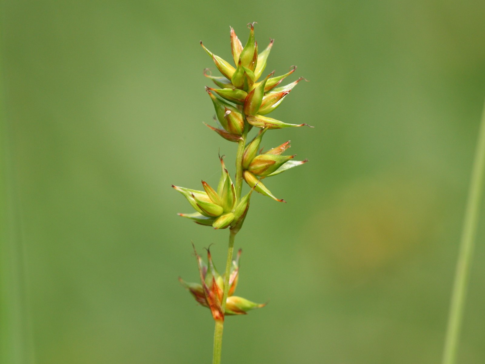 Dry Spike Sedge (Carex spicata) plant