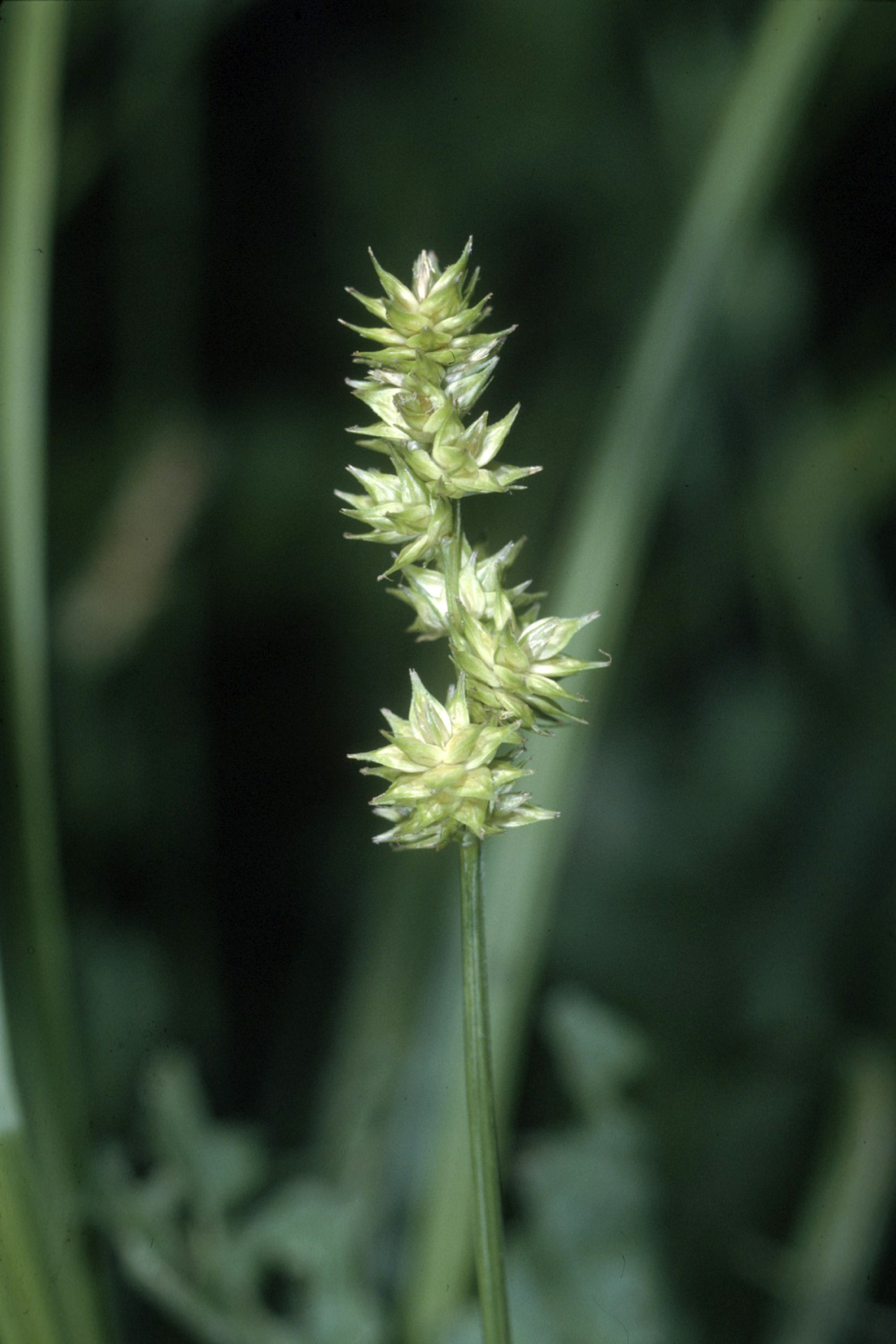 Dunhead Sedge (Carex sparganioides) plant