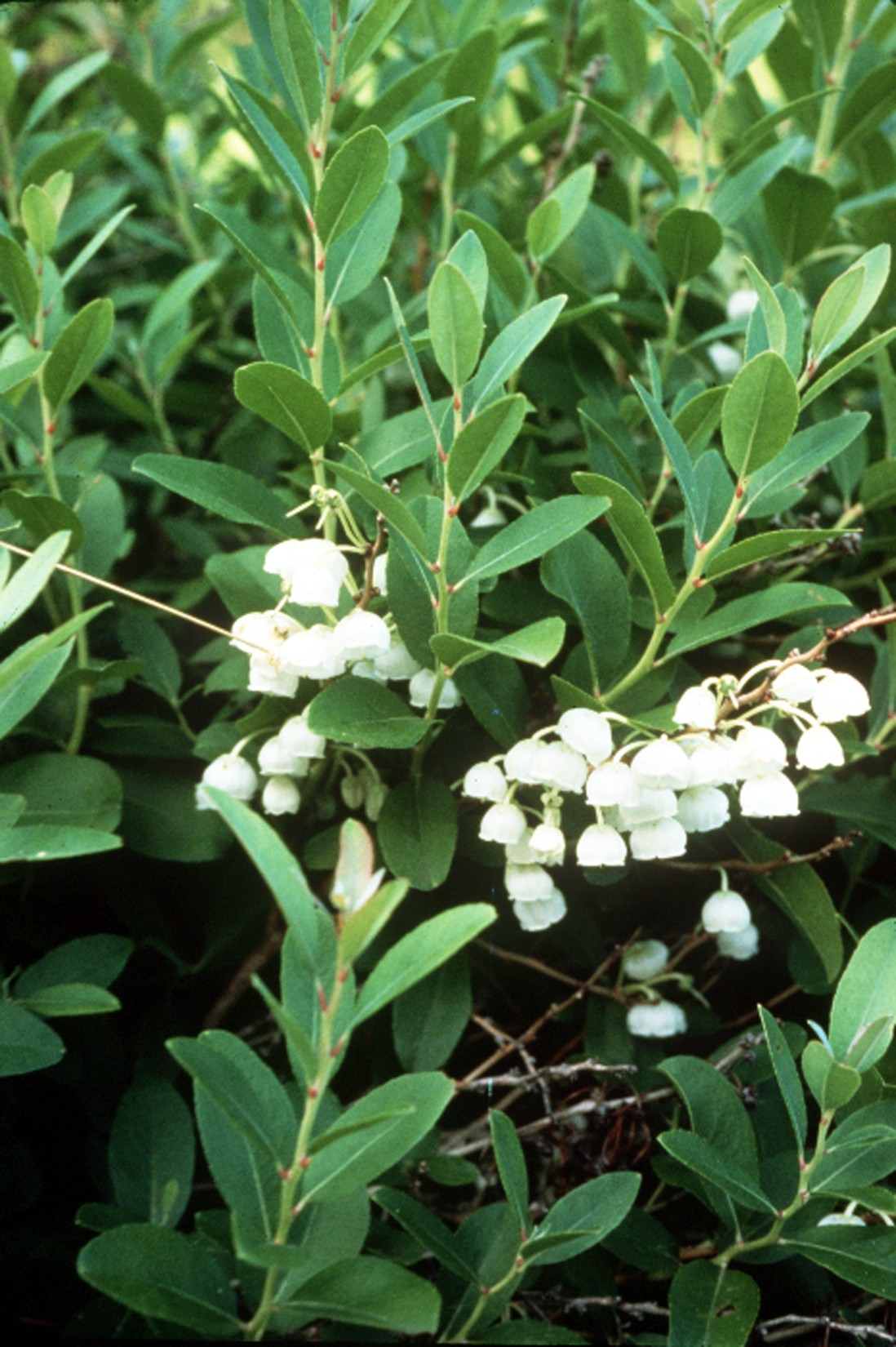 Dusty Zenobia (Zenobia pulverulenta) plant