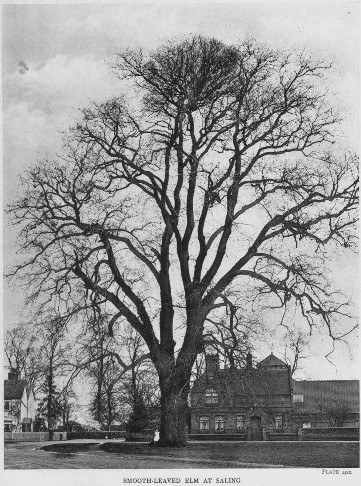 Dutch Elm (Ulmus × hollandica) plant