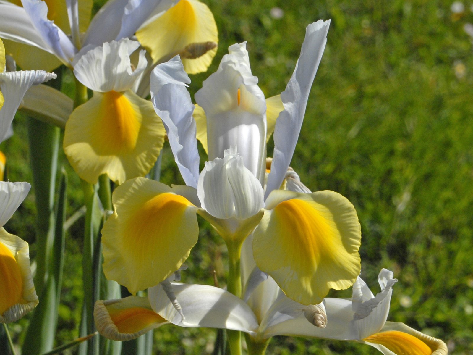 Dutch Iris (Iris × hollandica) plant