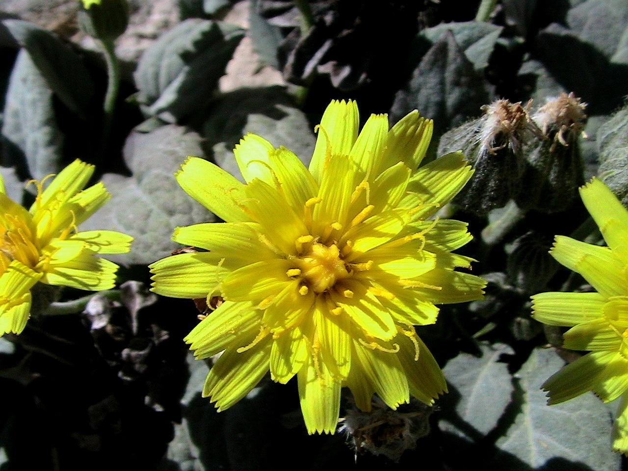 Dwarf Alpine Hawksbeard (Crepis pygmaea) plant