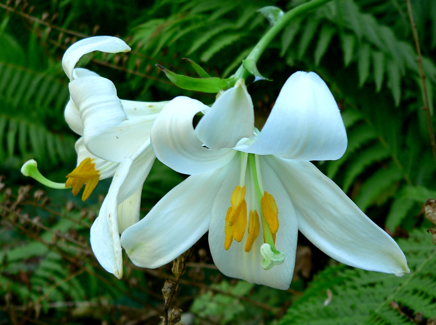 Dwarf Asiatic Lily (Lilium asiaticum 'Dwarf Hybrid') plant