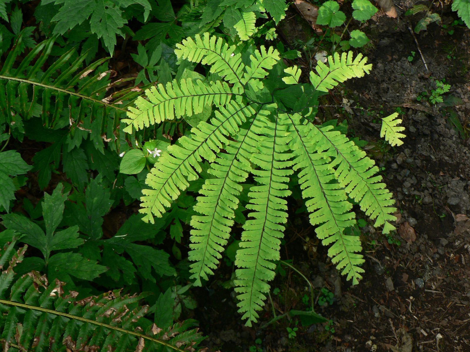 Dwarf Coastal Maidenhair Fern (Adiantum aleuticum 'Subpumilum') plant
