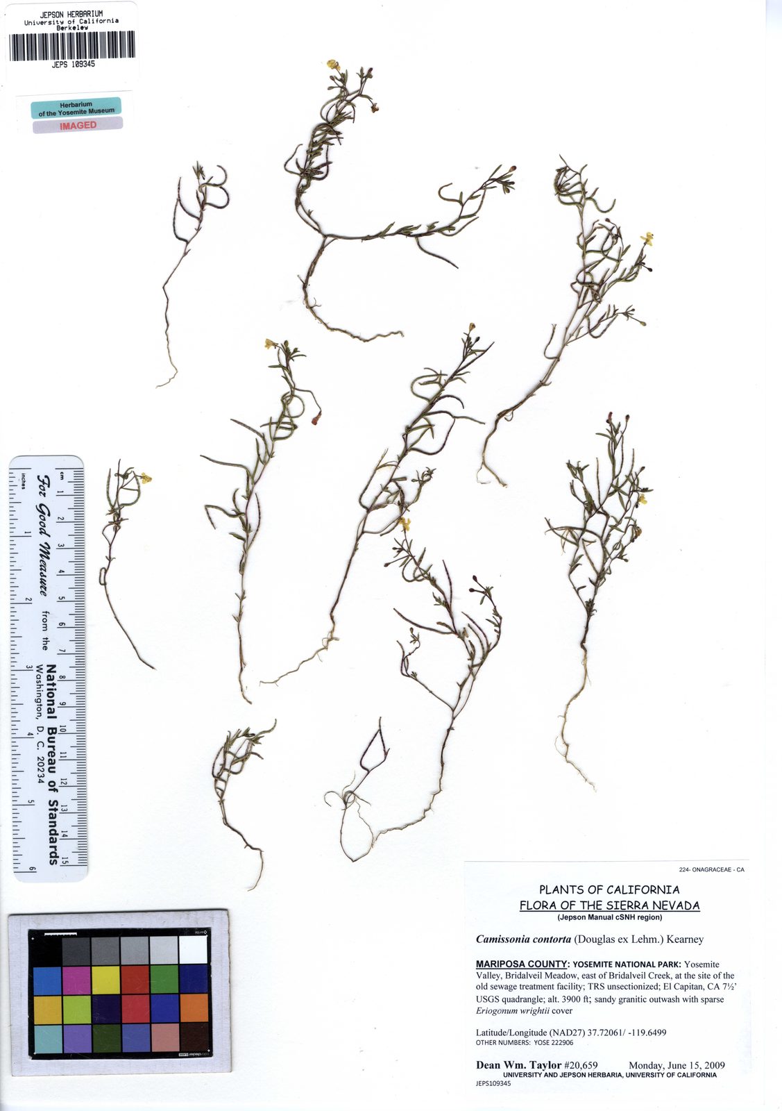 Dwarf Contorted Suncup (Camissonia contorta) plant