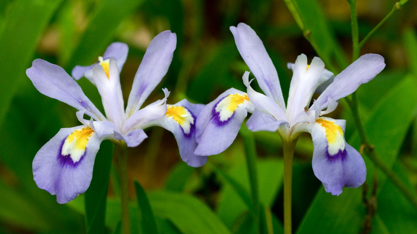 Dwarf Crested Iris (Iris cristata) plant