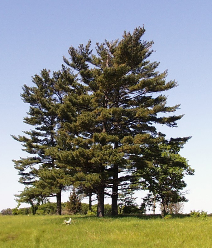 Dwarf Eastern White Pine (Pinus strobus 'Nana') plant