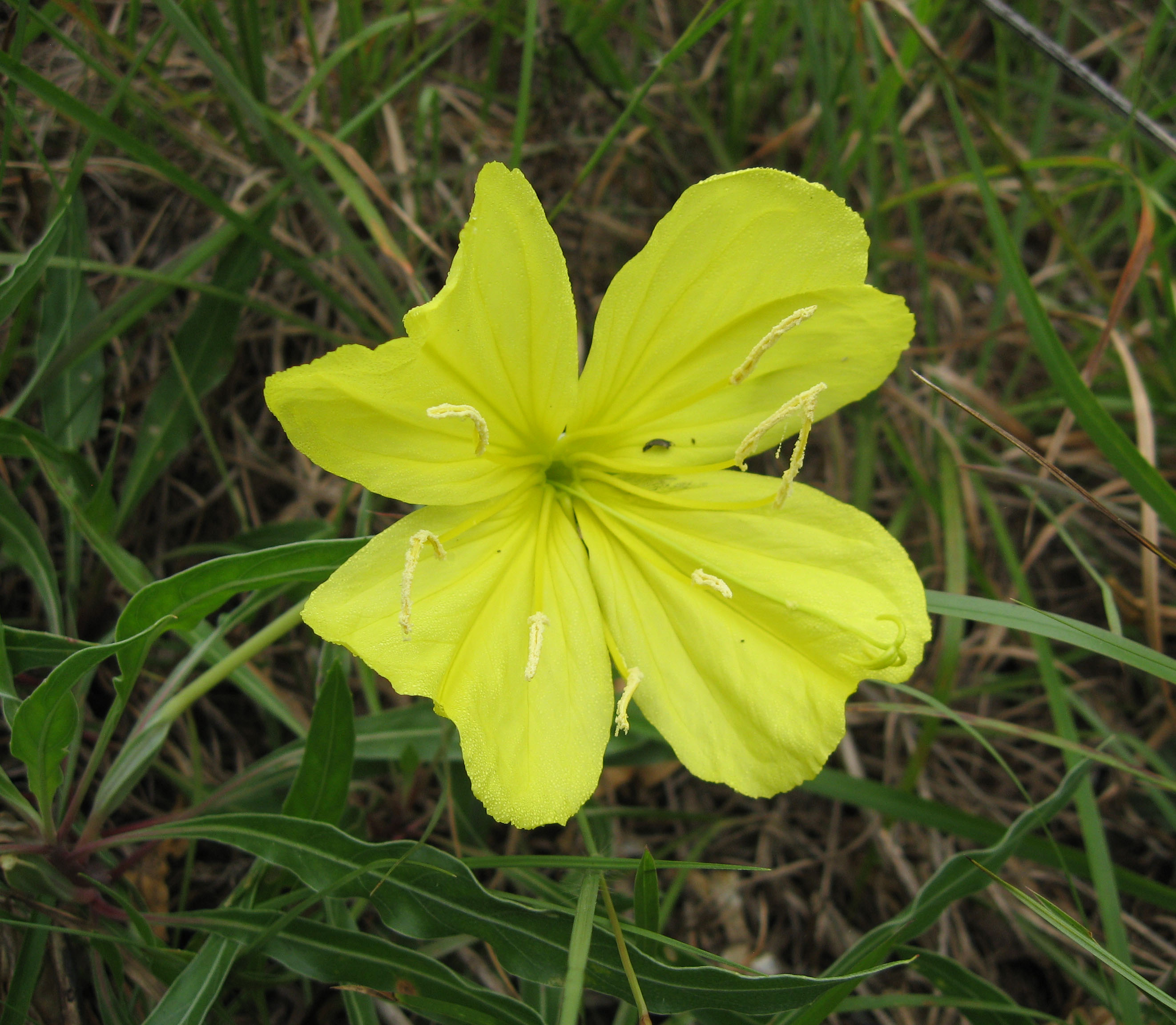 Dwarf Evening Primrose (Oenothera macrocarpa subsp. incana) plant