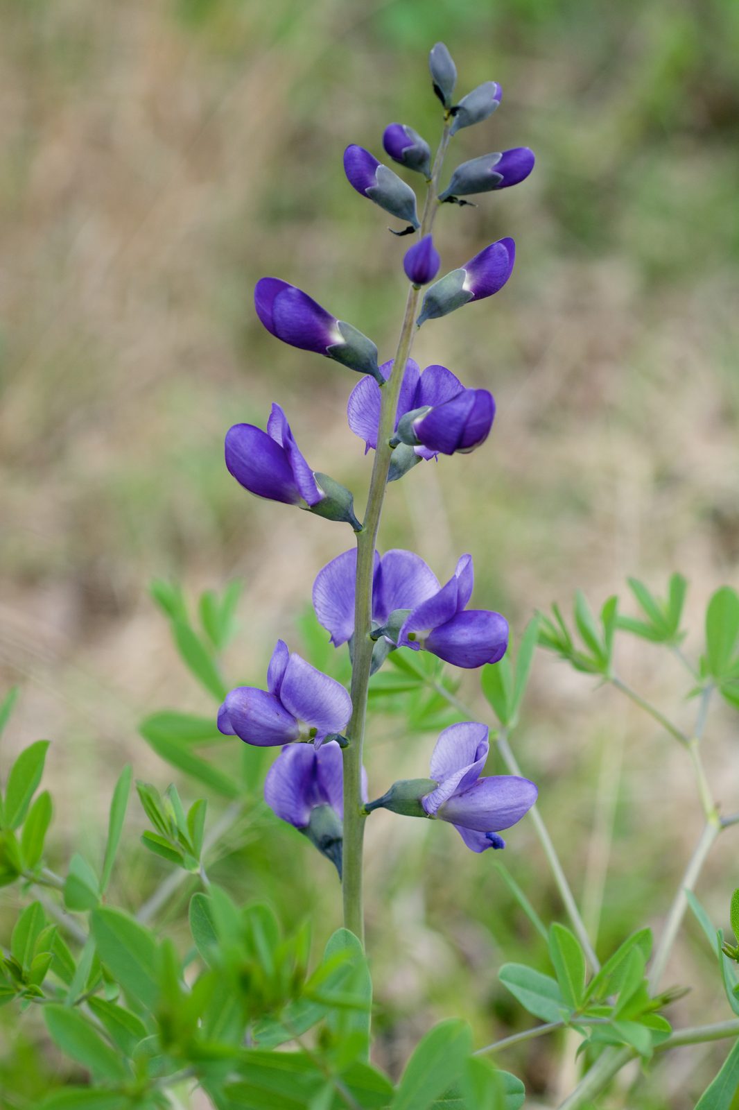 Dwarf False Indigo (Baptisia australis var. minor) plant