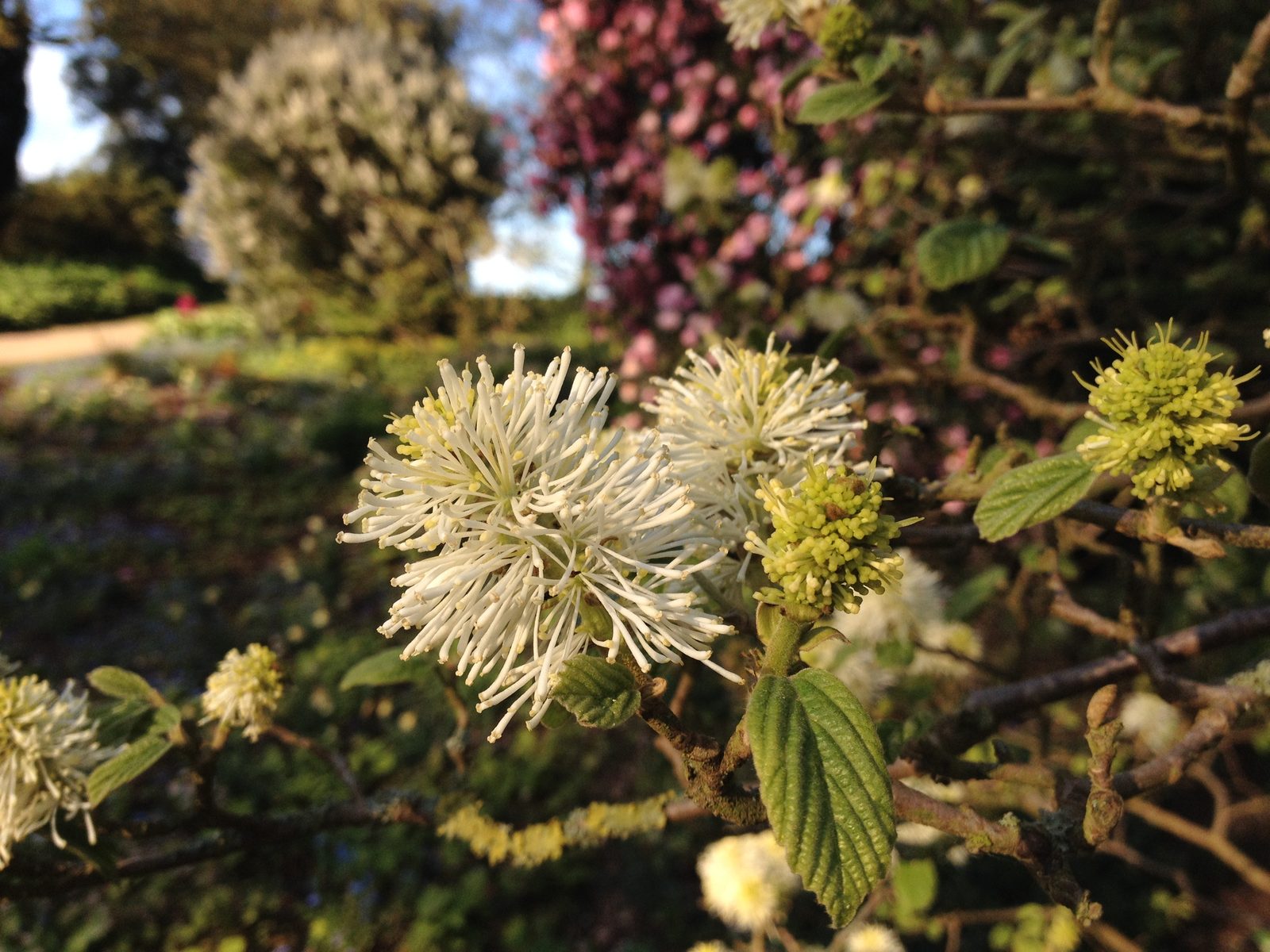 Dwarf Fothergilla (Fothergilla gardenii) plant