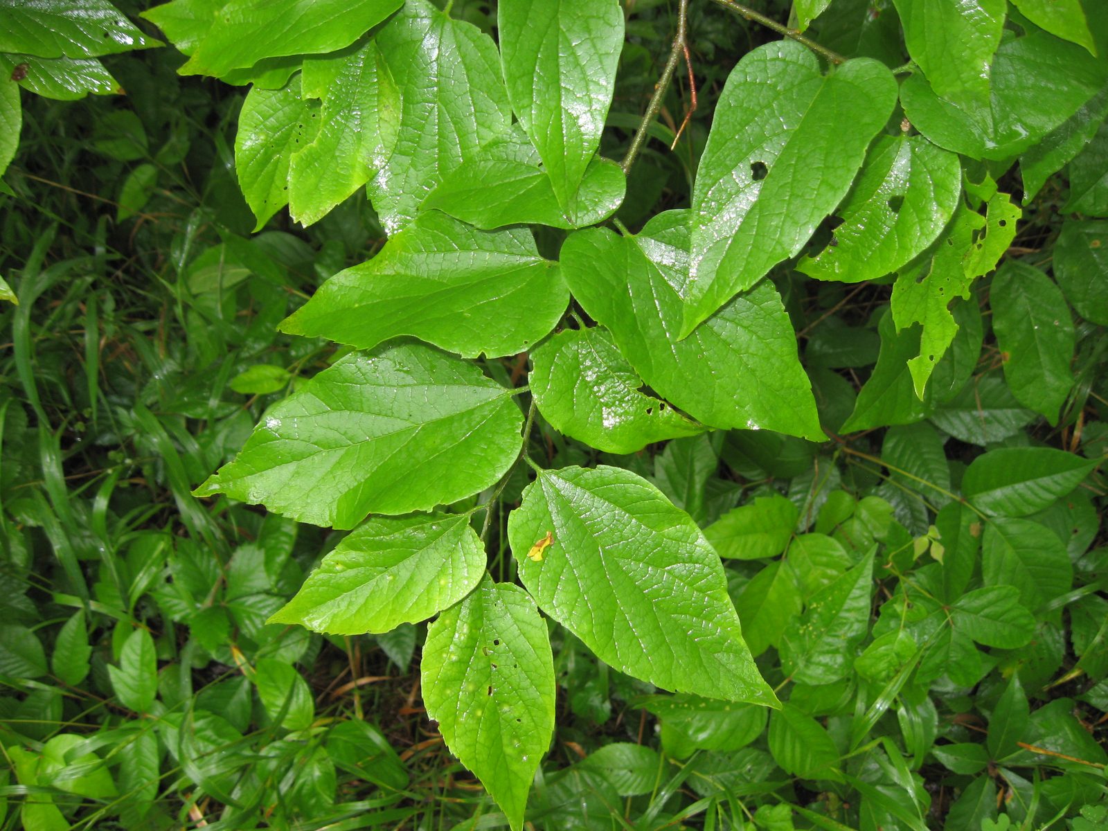 Dwarf Hackberry (Celtis tenuifolia) plant