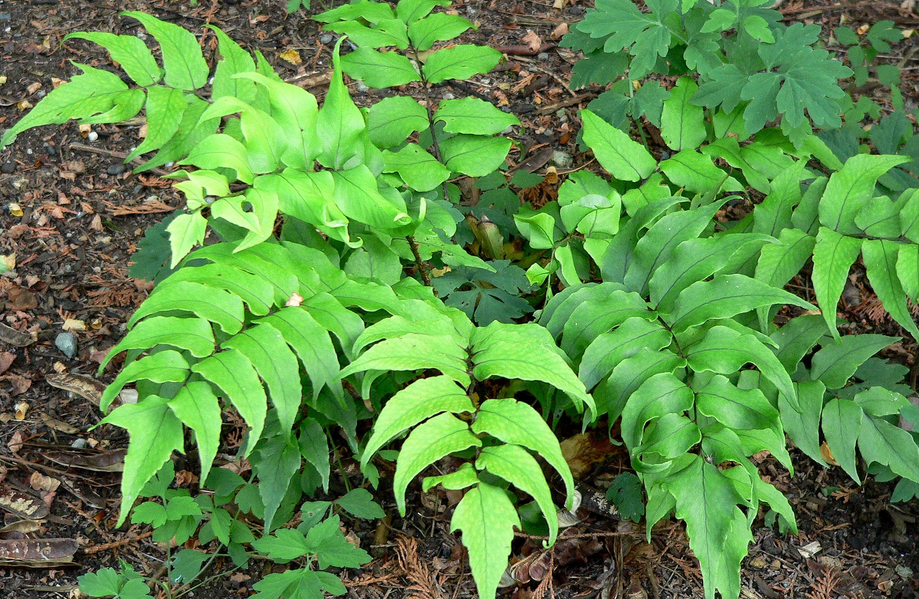 Dwarf Holly Fern (Cyrtomium falcatum 'Rochfordianum') plant