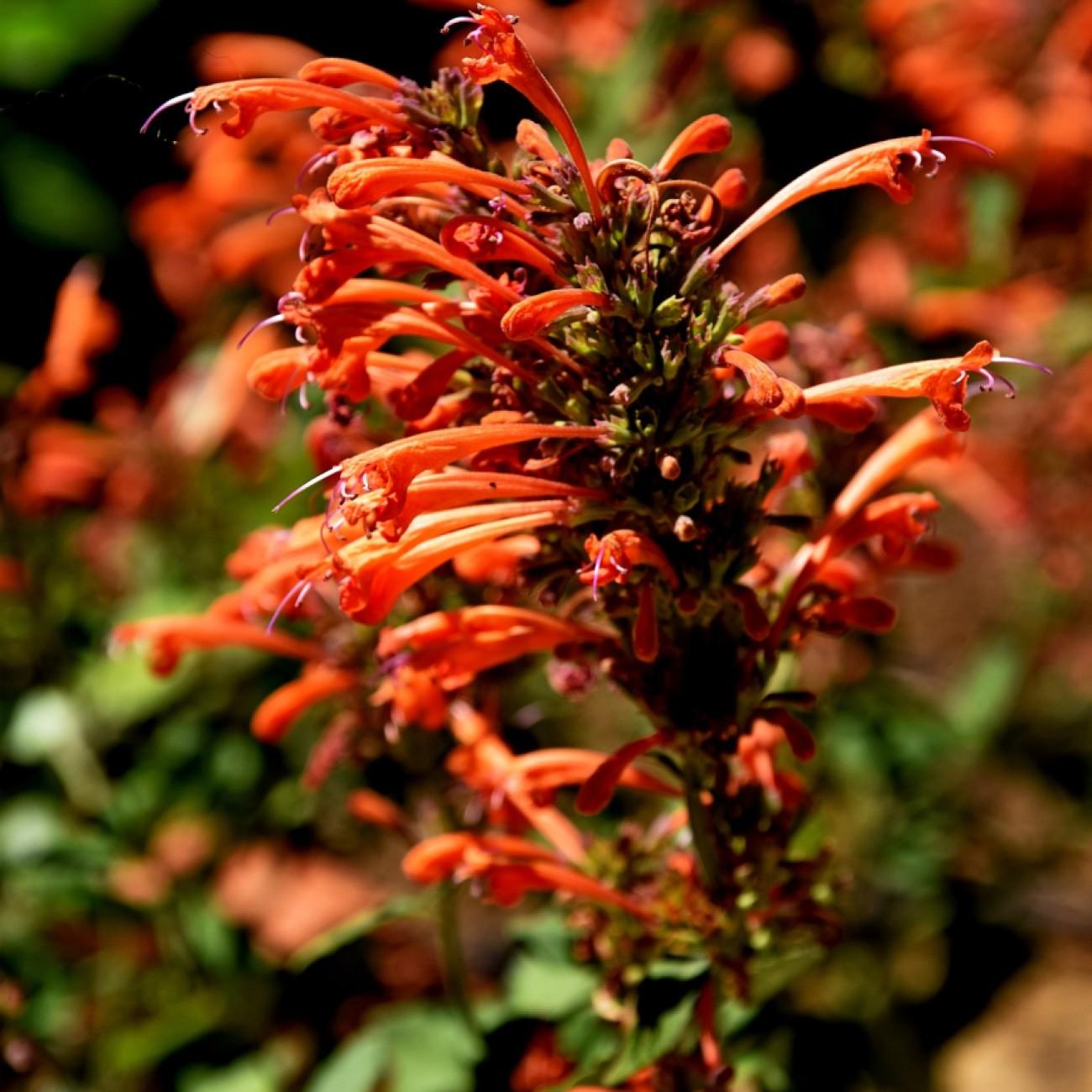 dwarf hybrid hyssop (Agastache KUDOS RED) plant — close-up photo