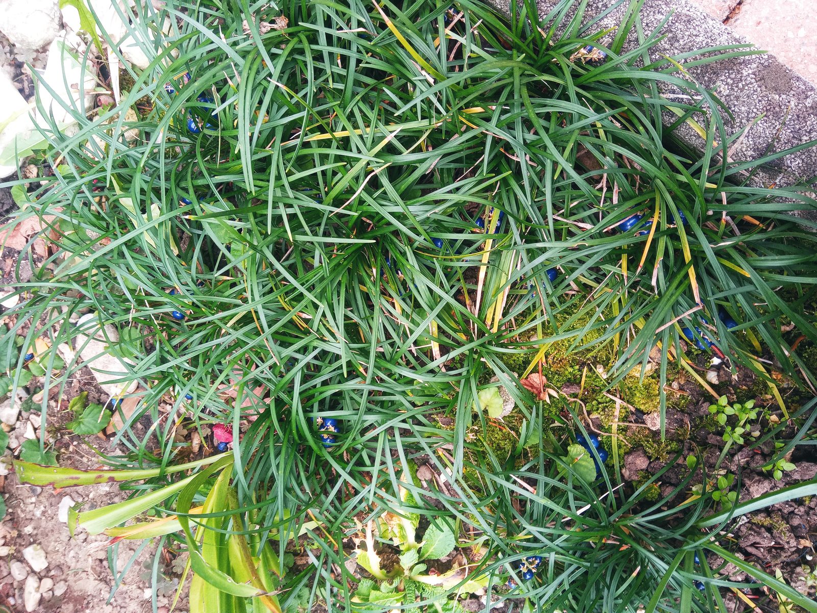 Dwarf Lilyturf (Ophiopogon japonicus) plant