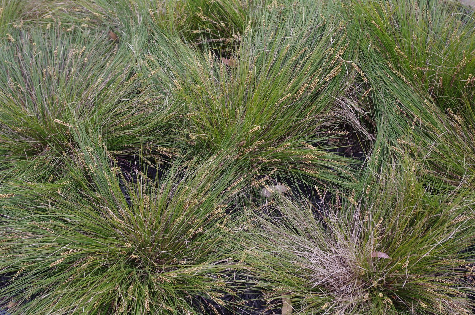 Dwarf Mat Rush (Lomandra confertifolia subsp. pallida 'Little Con') plant