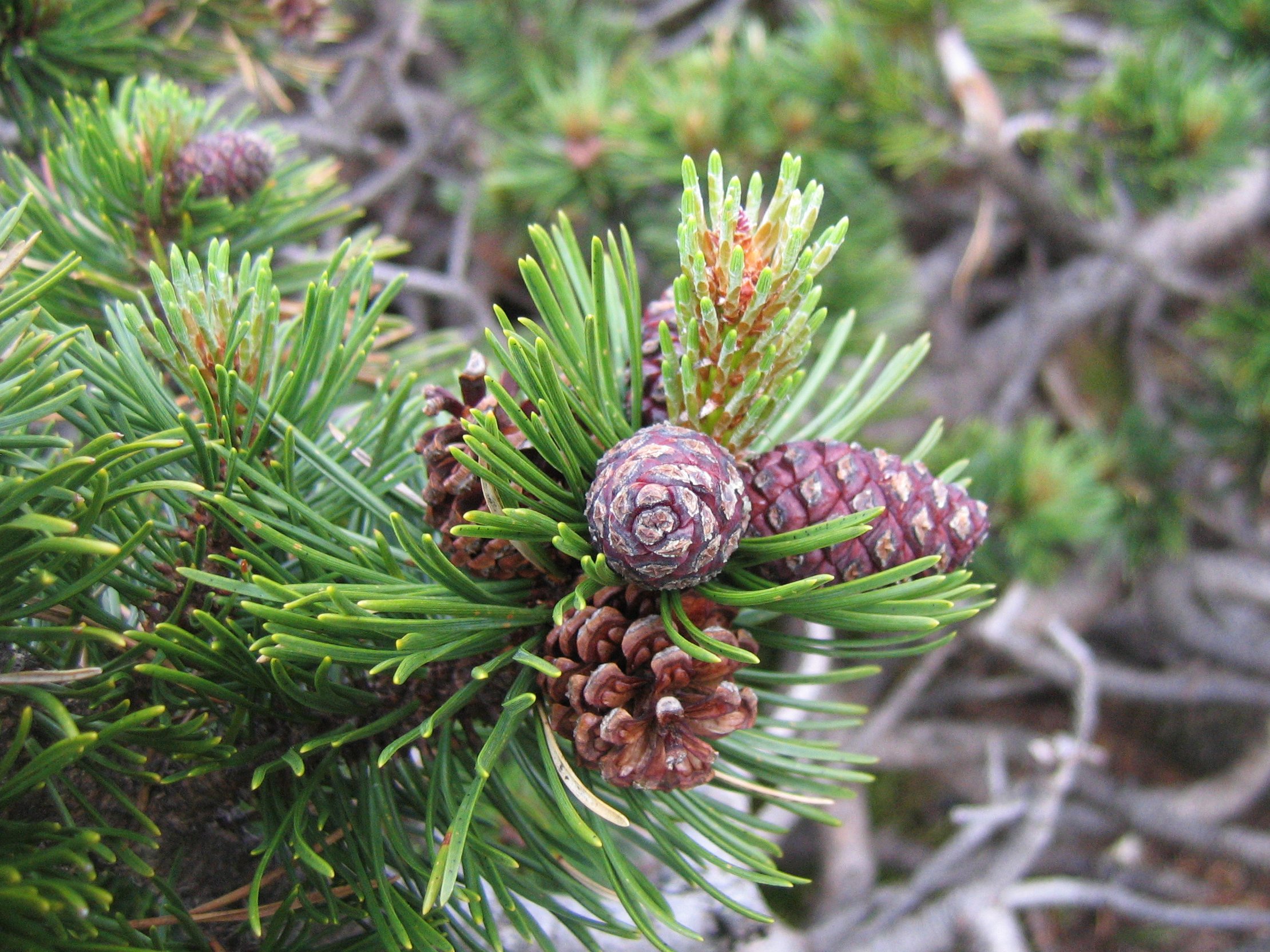 Dwarf Mountain Pine (Pinus mugo var. pumilio) plant