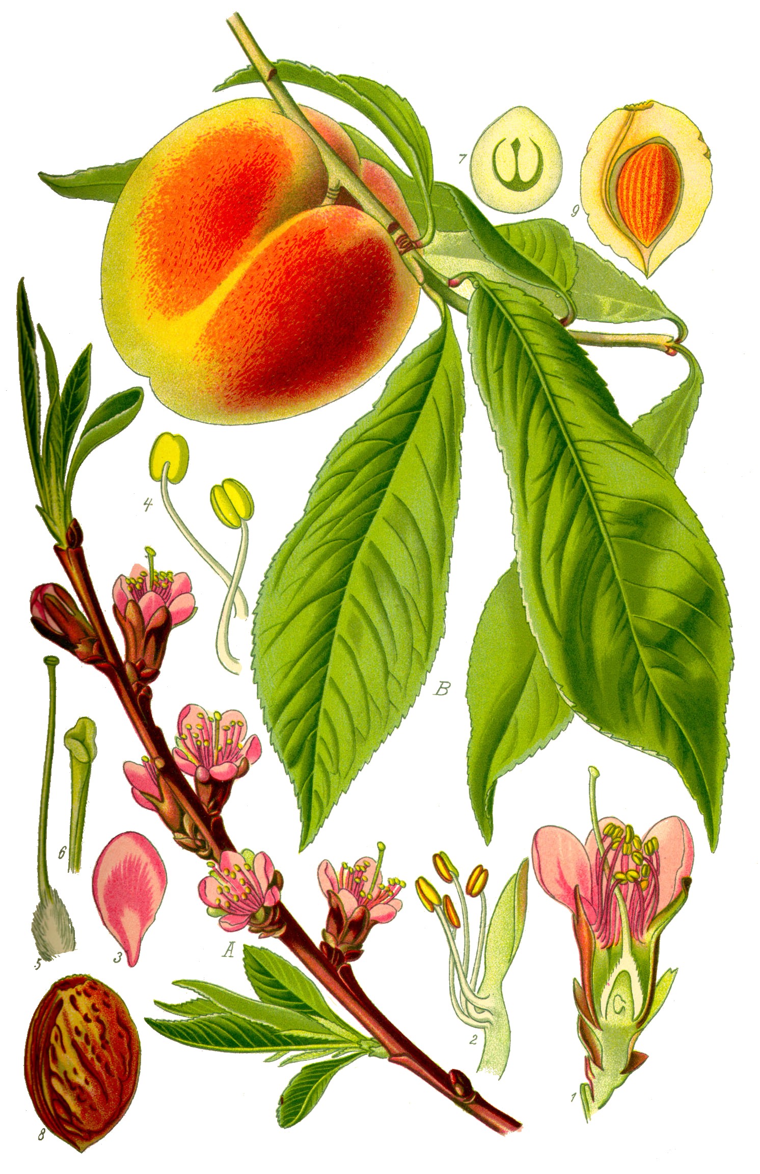 Dwarf Nectarine (Prunus persica var. nucipersica 'Dwarf') plant