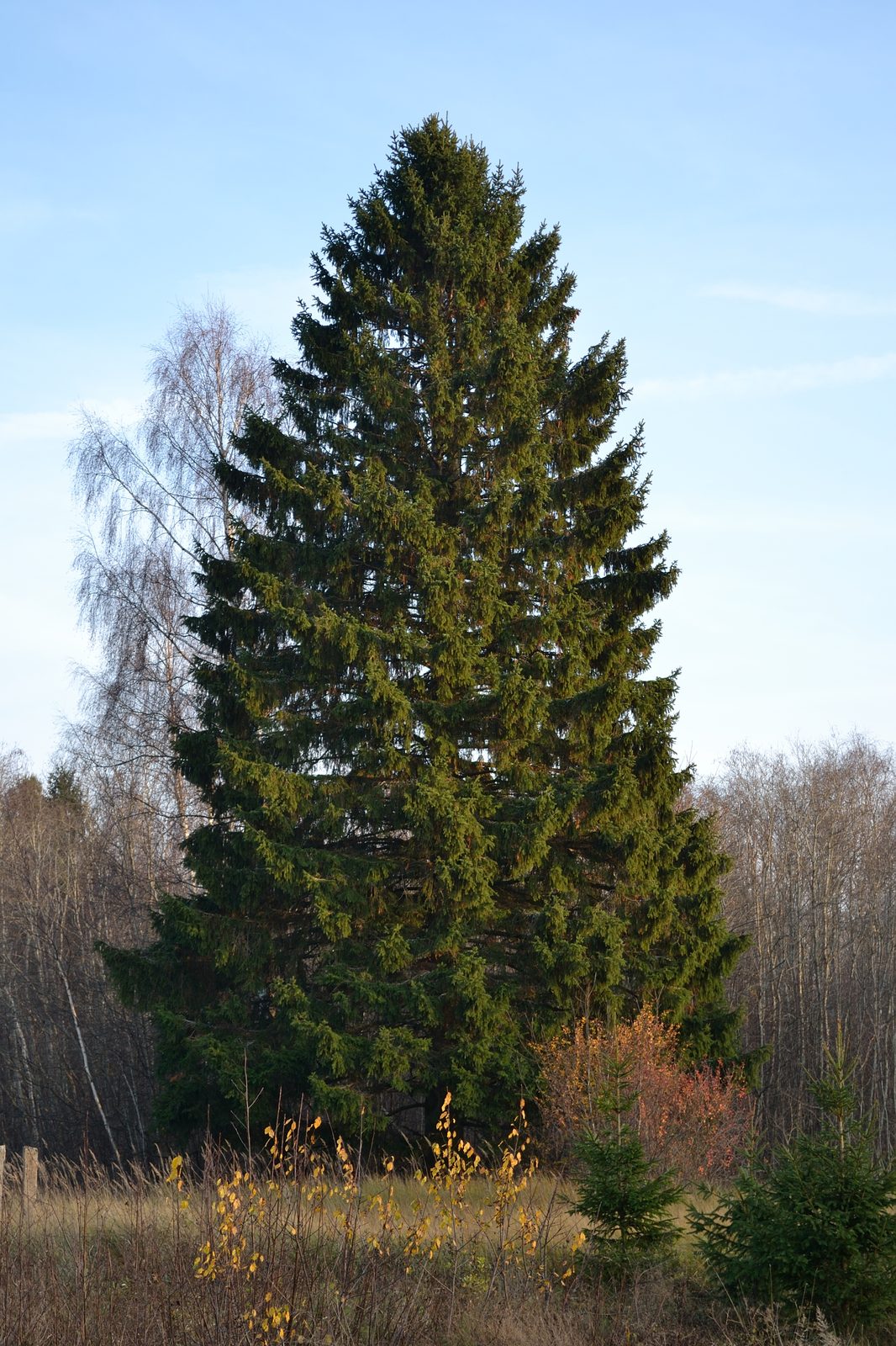 Dwarf Norway Spruce (Picea abies 'Nana') plant