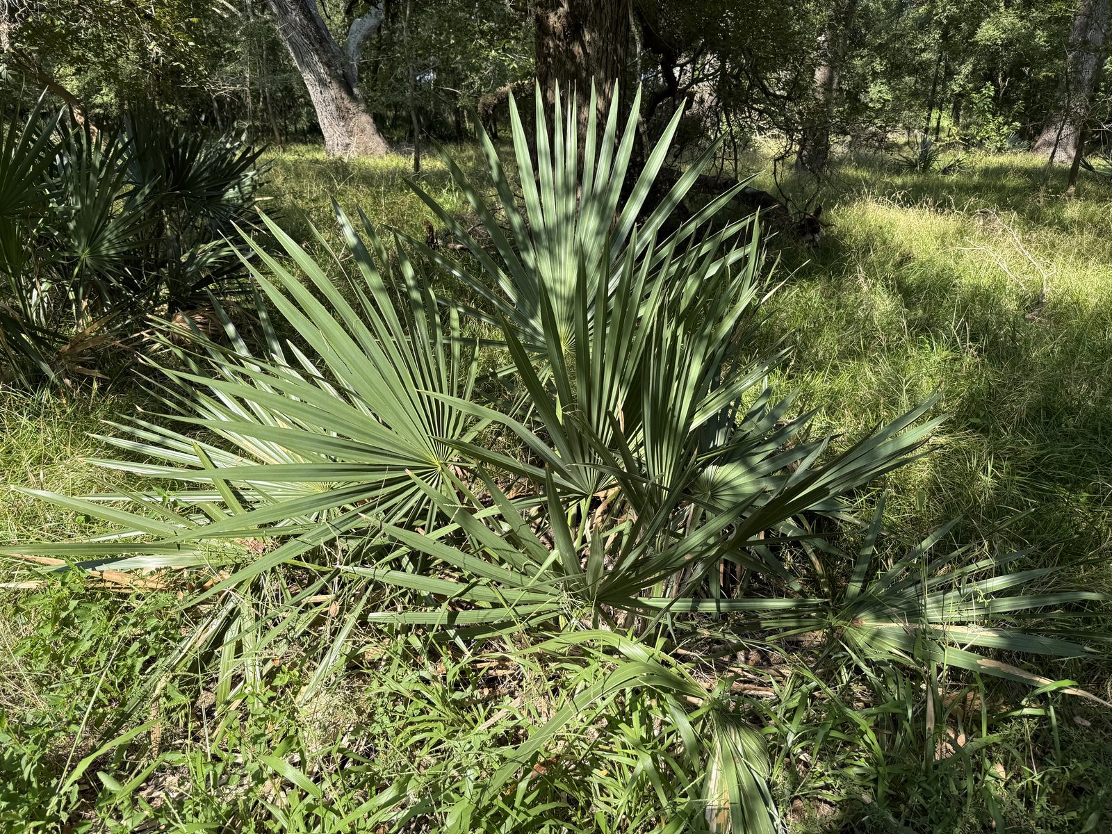 Dwarf Palmetto (Sabal minor) plant