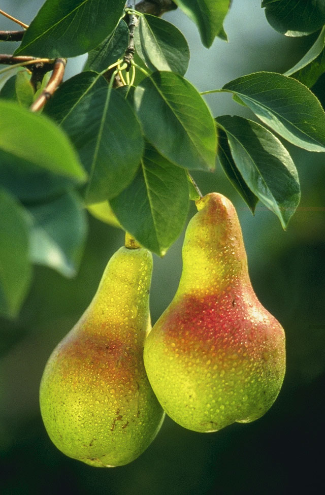 Dwarf Pear (Pyrus communis (dwarf cultivars)) plant