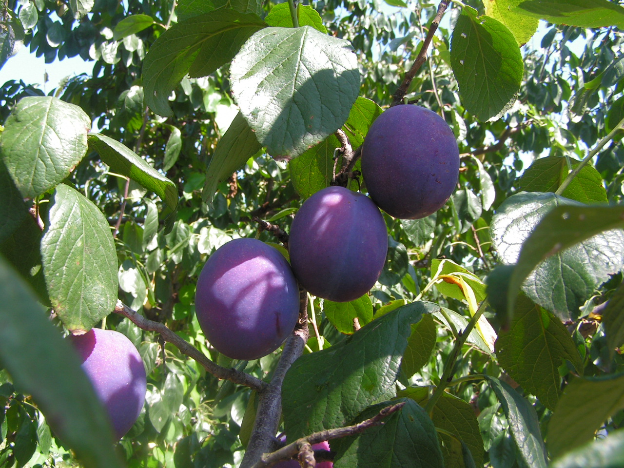 Dwarf Plum (Prunus domestica (dwarf cultivars)) plant
