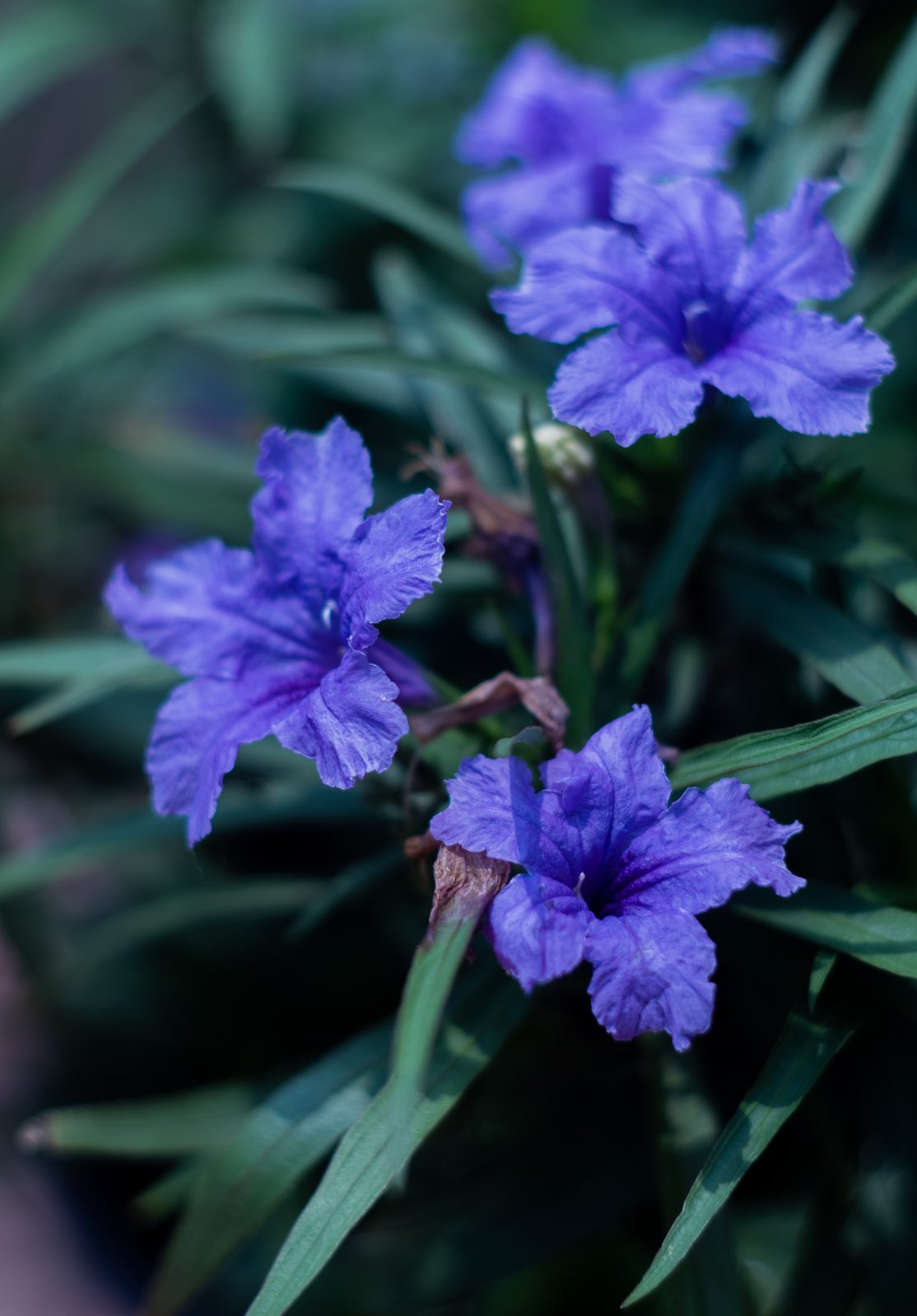 Dwarf Ruellia (Ruellia simplex 'Katie') plant