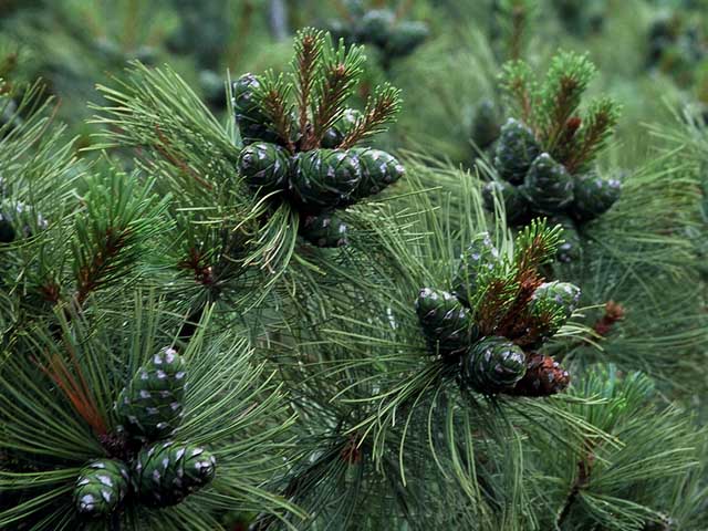 Dwarf Siberian Pine (Pinus pumila) plant