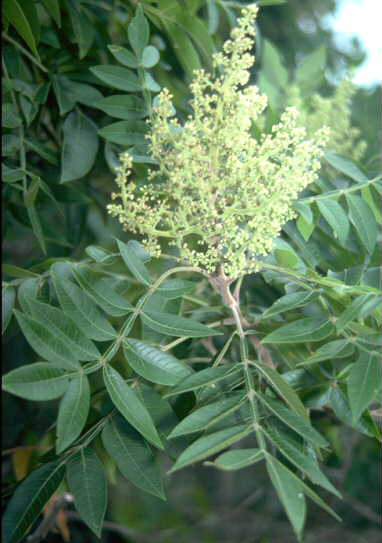 Dwarf Sumac (Rhus copallinum var. latifolia) plant