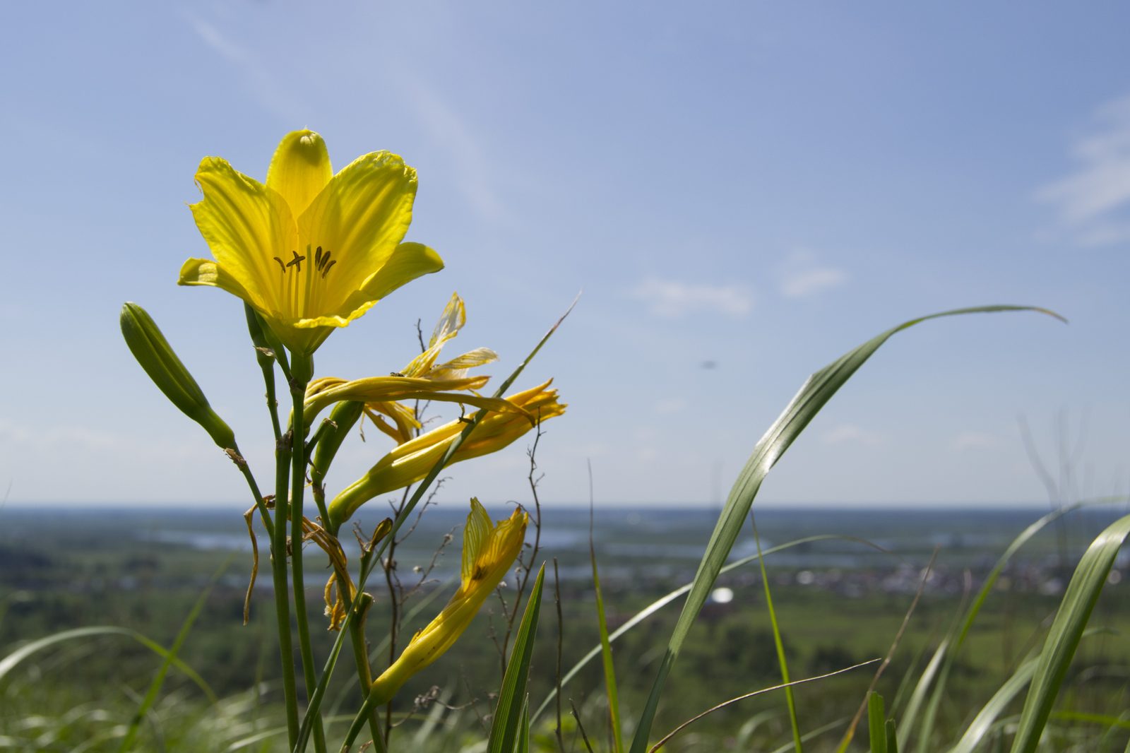 Dwarf Yellow Daylily (Hemerocallis minor) plant
