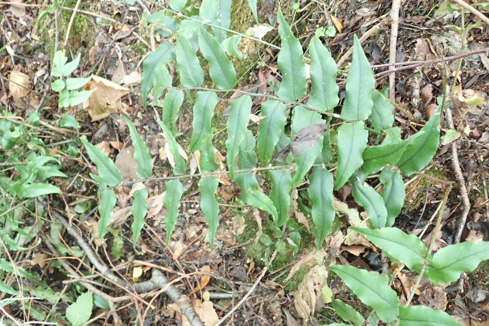 Dyce S Holly Fern (Cyrtomium fortunei 'Dycei') plant