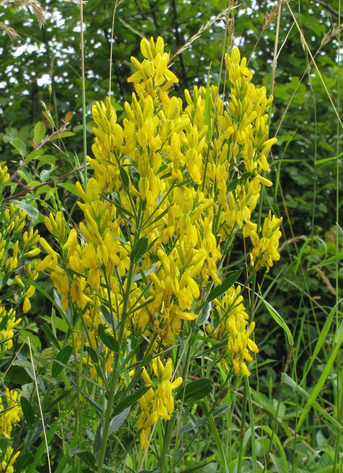 Dyer's Broom (Genista tinctoria) plant