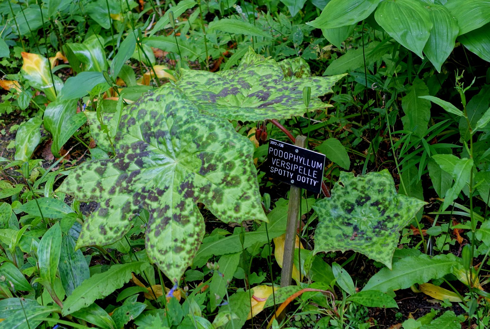 Dysosma (Dysosma versipellis) plant