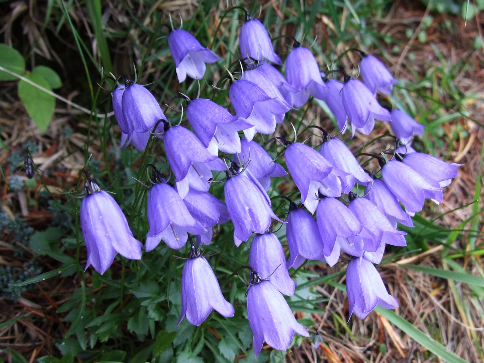 Ear Leaved Bellflower (Campanula cochleariifolia) plant