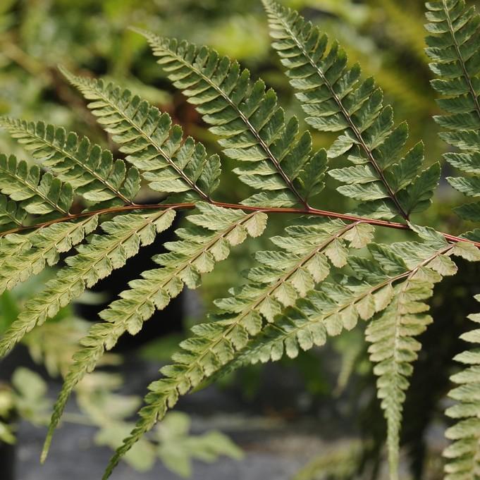 eared lady fern (Athyrium otophorum) plant — close-up photo