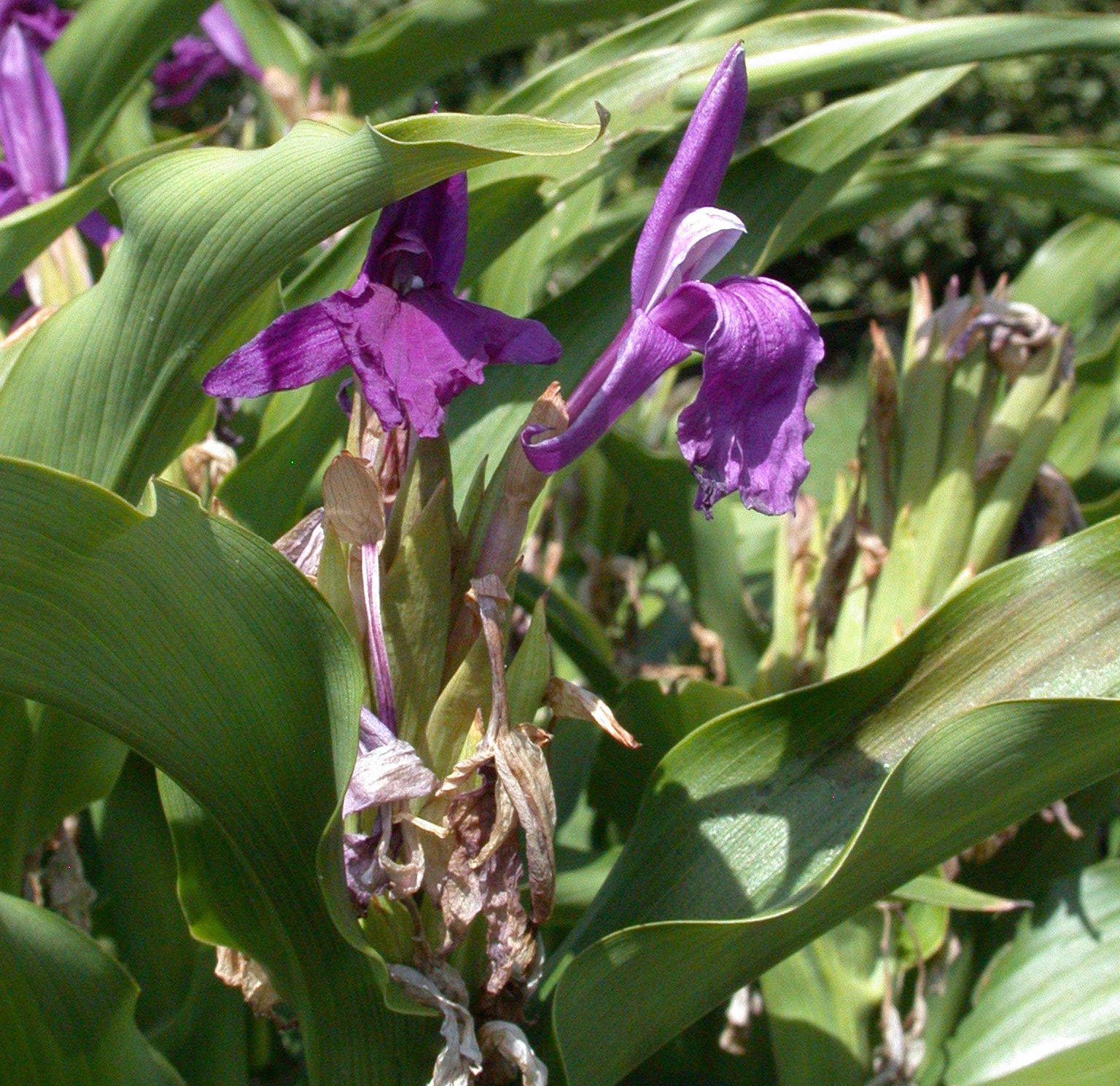 Eared Roscoea (Roscoea auriculata) plant