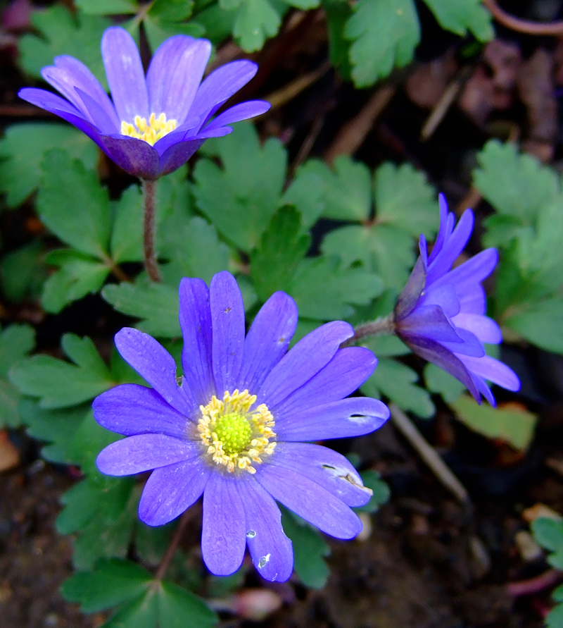 Early Anemone (Anemone blanda) plant