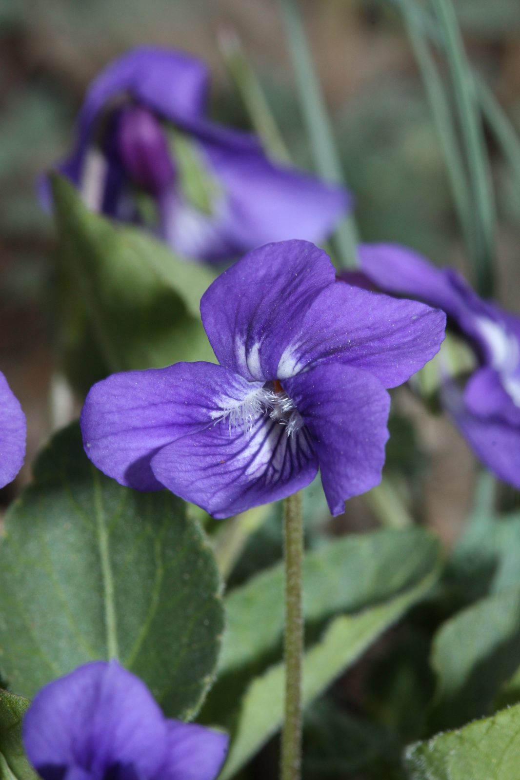 Early Blue Violet (Viola adunca) plant