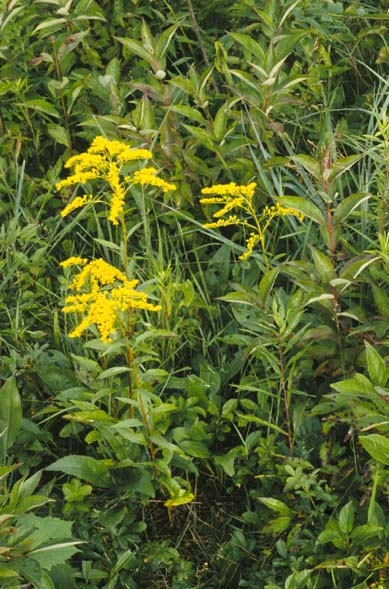 Early Goldenrod (Solidago juncea) plant