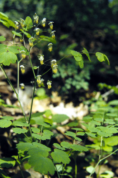 Early Meadow Rue (Thalictrum dioicum) plant