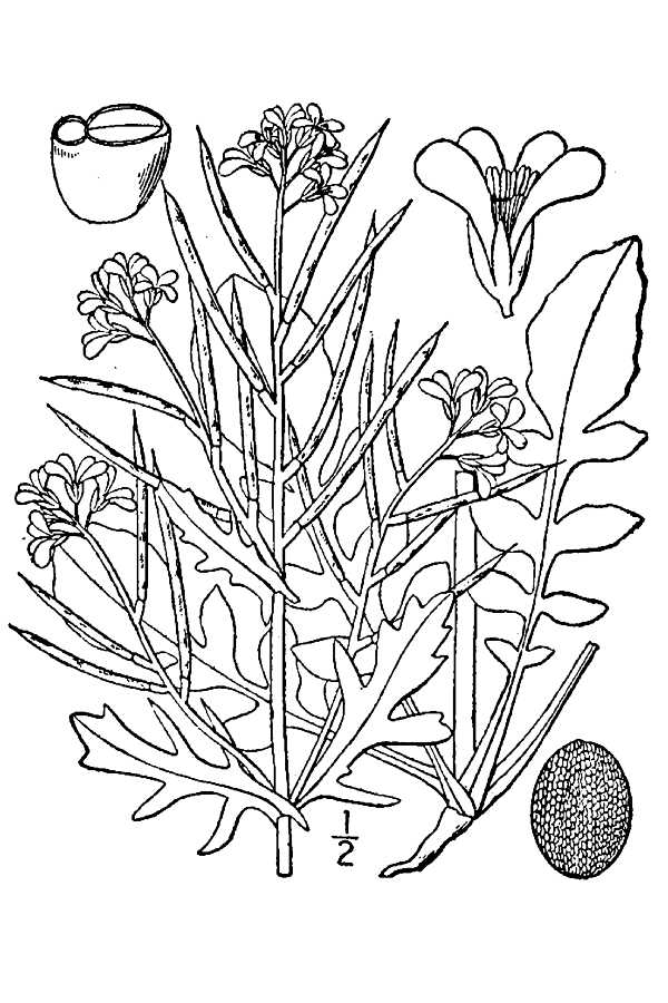 Early Wintercress (Barbarea verna) plant