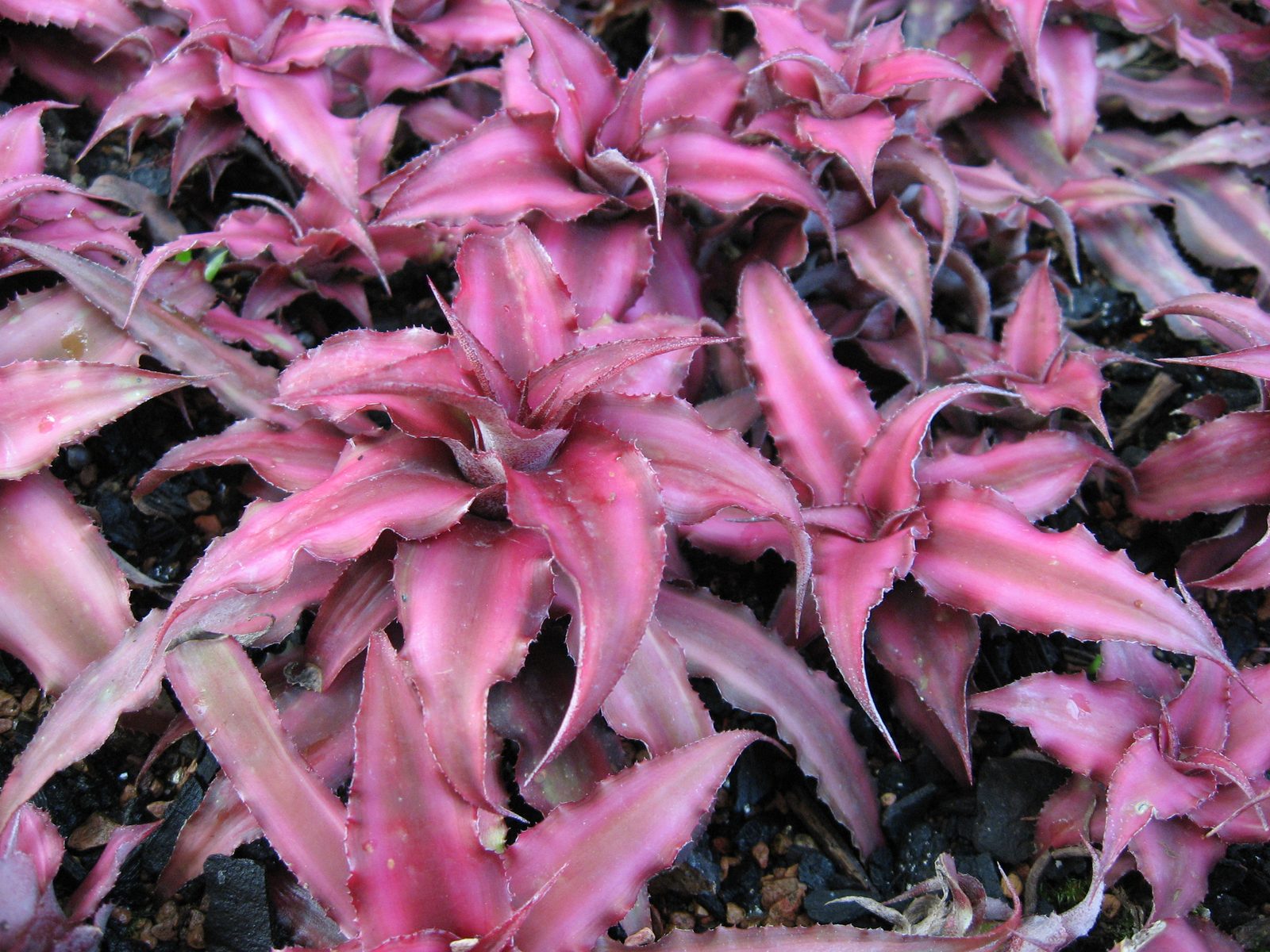 Earth Star (Cryptanthus bivittatus) plant