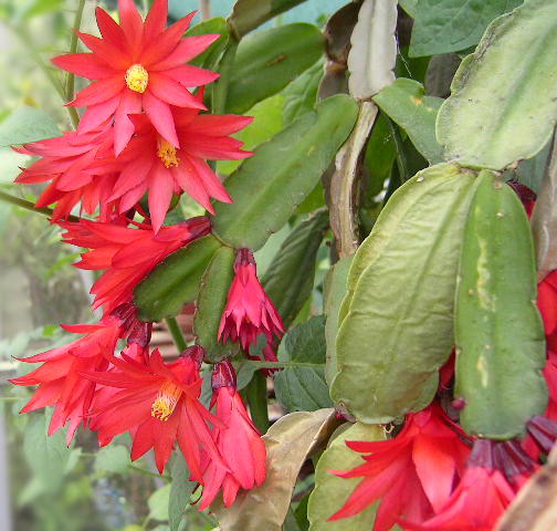 Easter Cactus (Schlumbergera gaertneri (syn. Hatiora gaertneri)) plant