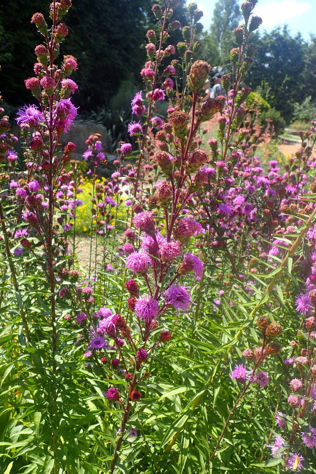 Eastern Blazingstar (Liatris scariosa) plant