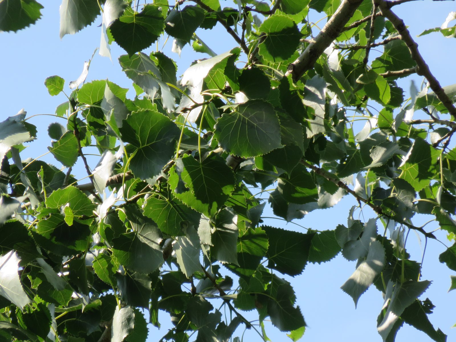 Eastern Cottonwood (Populus deltoides) plant
