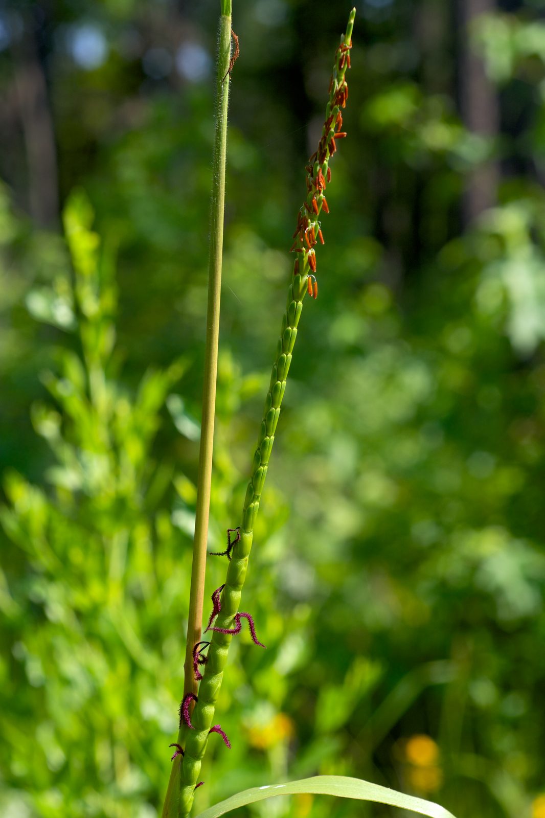 Eastern Gamagrass (Tripsacum dactyloides) plant