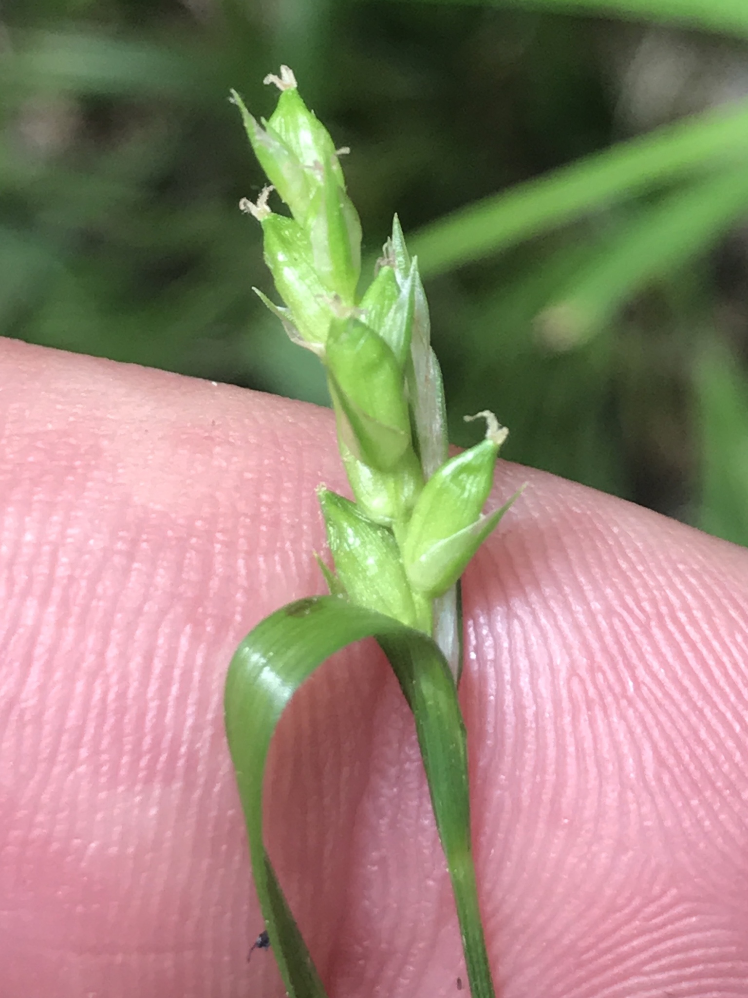 Eastern Narrowleaf Sedge (Carex amphibola) plant