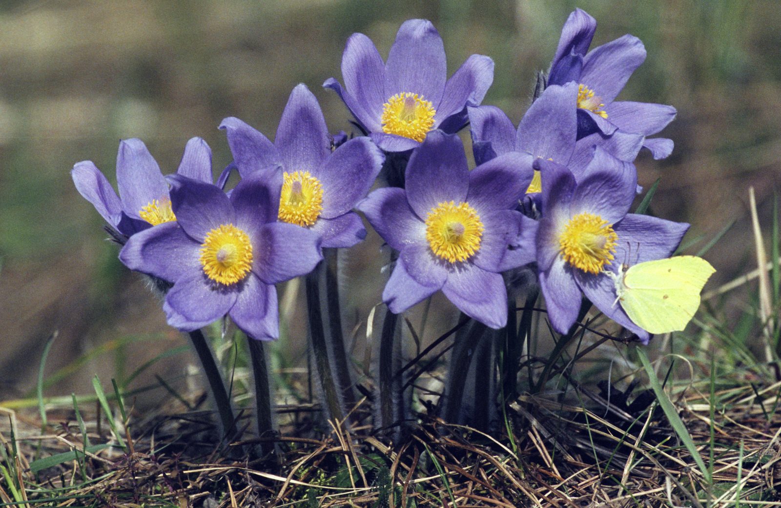 Eastern Pasqueflower (Pulsatilla patens) plant