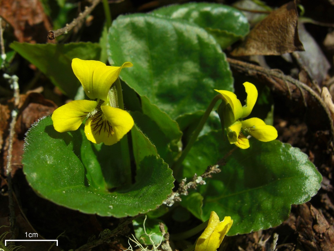 Eastern Round Leaved Violet (Viola rotundifolia) plant